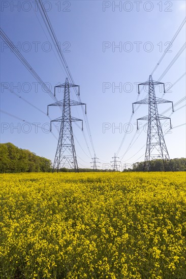 Pylons carrying high voltage electricity cables over countryside crop of yellow old seed rape