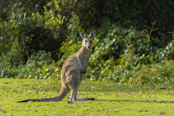 Grey Kangaroo