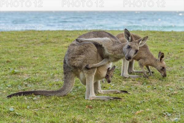 Grey Kangaroo