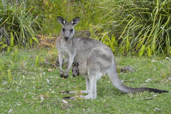 Grey Kangaroo