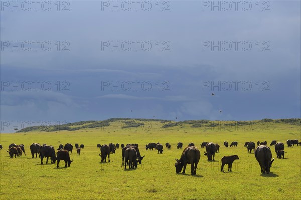 Cape Buffalo