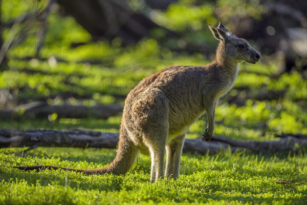 Grey Kangaroo