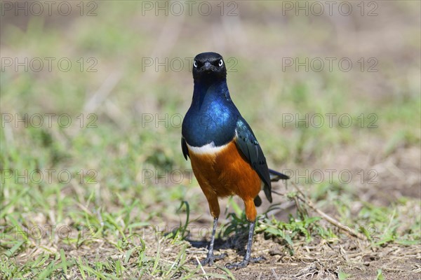 Superb Starling