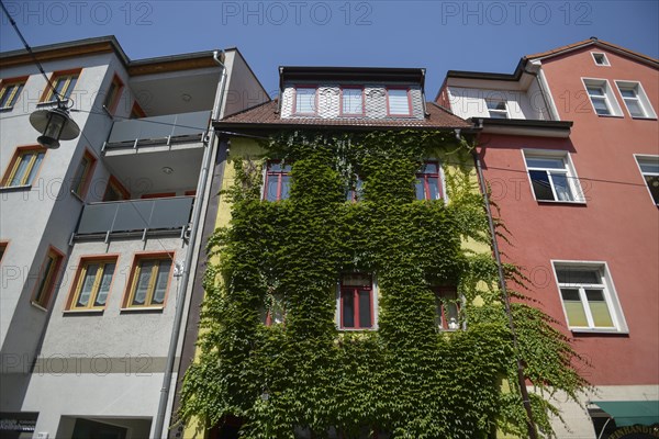 Overgrown house