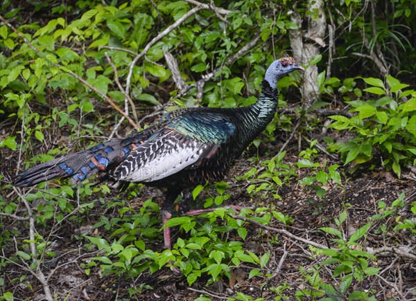 Ocellated turkey