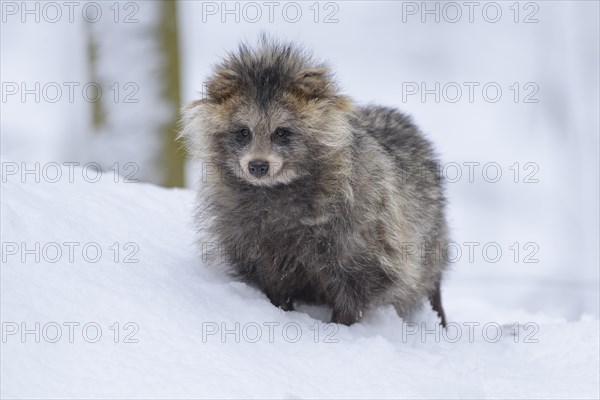 Raccoon Dog