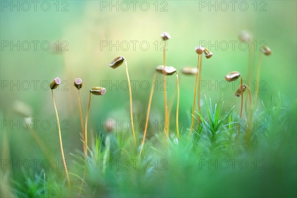 Common haircap moss