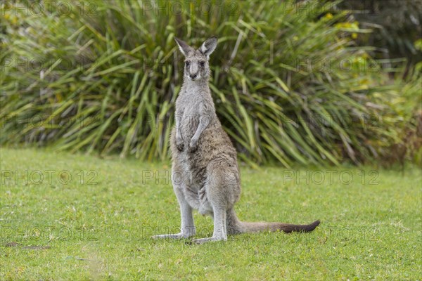 Grey Kangaroo