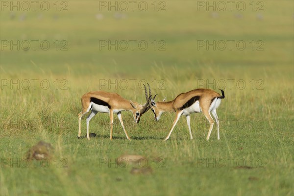 Thomsons Gazelle