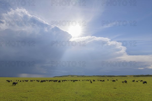 Cape Buffalo