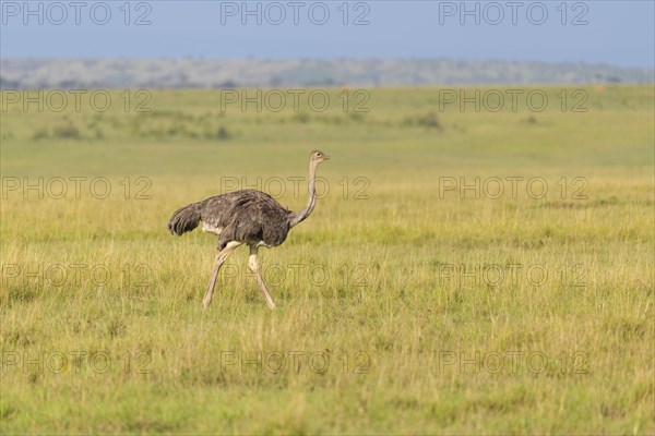 Ostrich