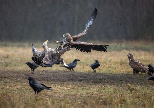 White-tailed eagle