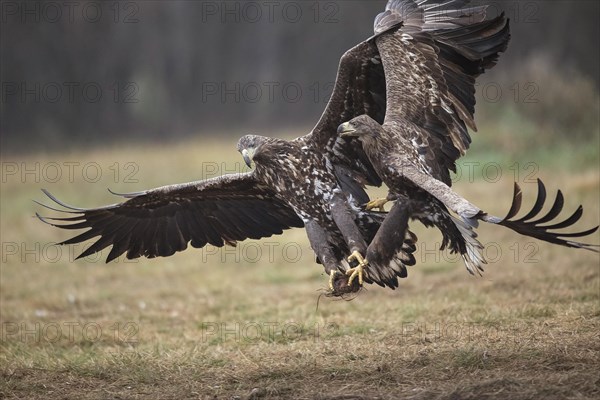 White-tailed eagle