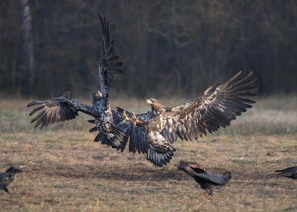 White-tailed eagle