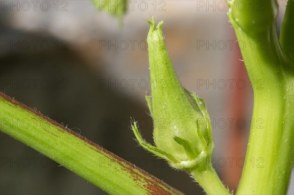 Macro shot of okra bud.  Mauritius