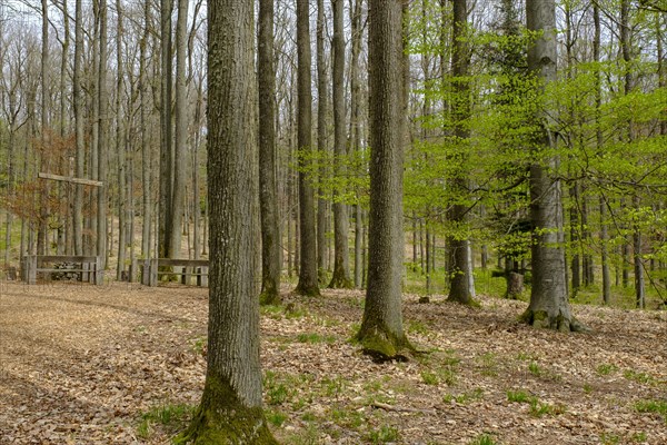 Cemetery forest