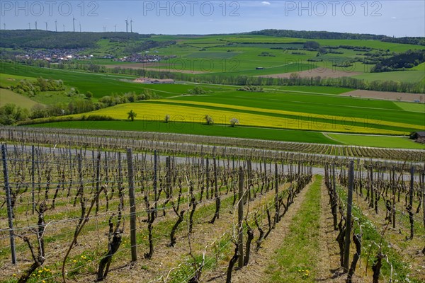 Vineyards