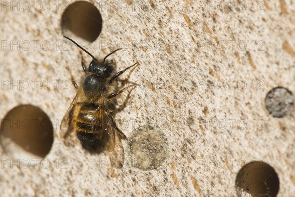 Hornfaced bee