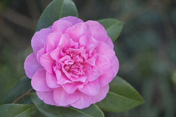 Japanese camellia