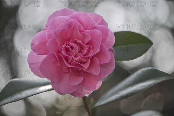 Japanese camellia