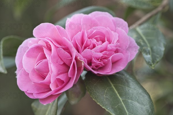 Japanese camellia