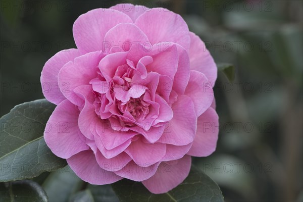 Japanese camellia