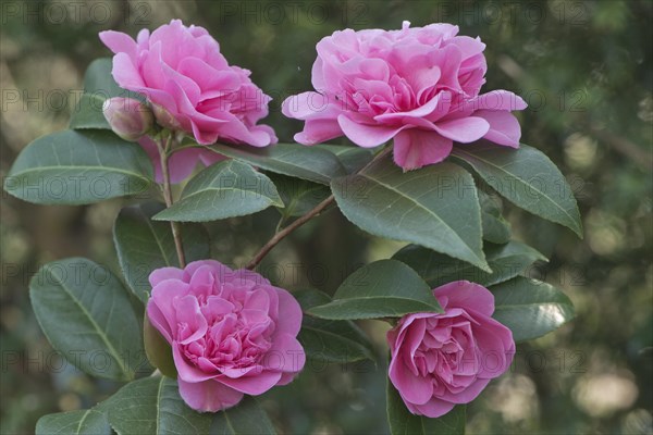 Japanese camellia