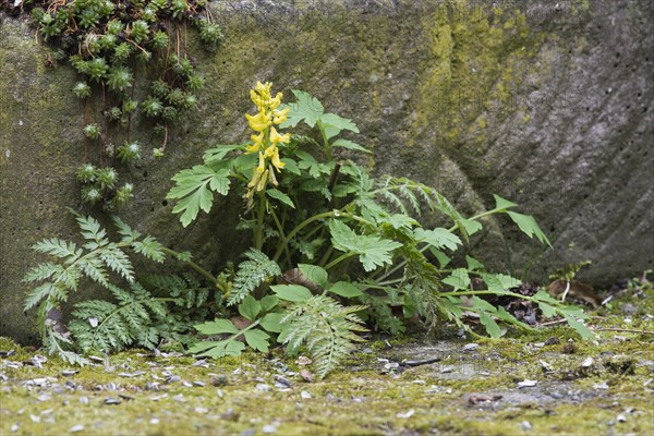 Rock corydalis