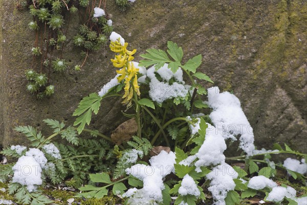 Rock corydalis