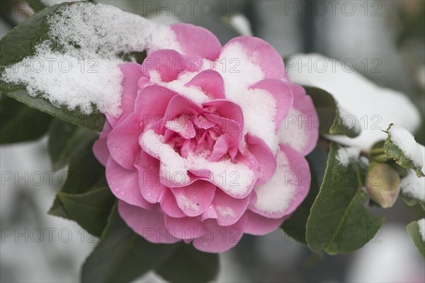 Japanese camellia