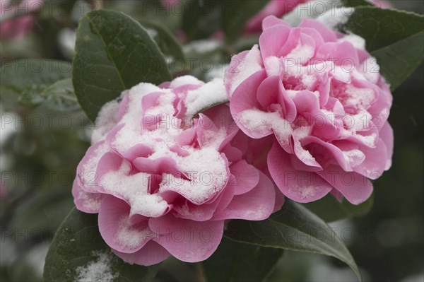 Japanese camellia