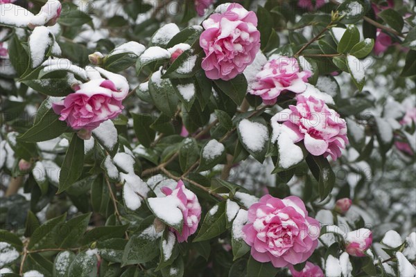 Japanese camellia