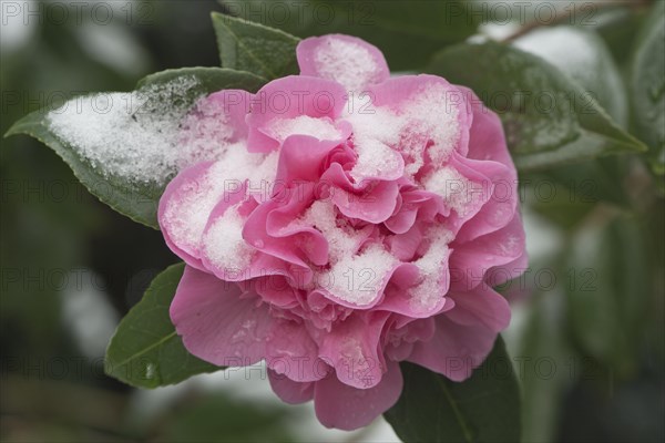 Japanese camellia