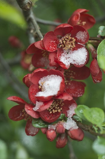 Ornamental quince