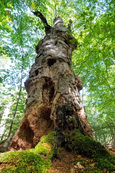 Standing deadwood in the National Park