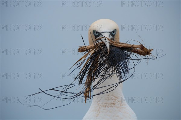 Northern gannet