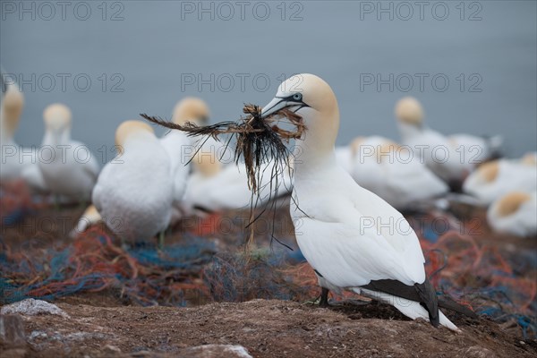 Northern gannet