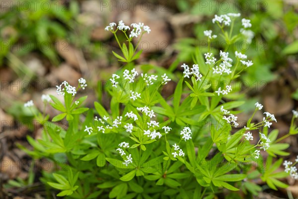 Woodruff