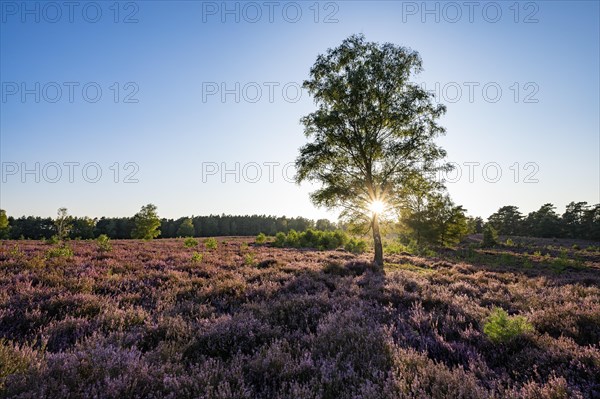 Heathland