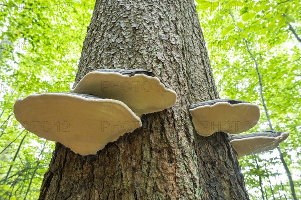 Red banded polypores