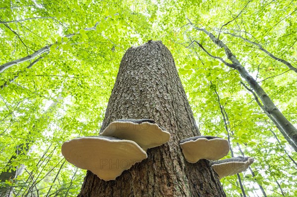 Red banded polypores