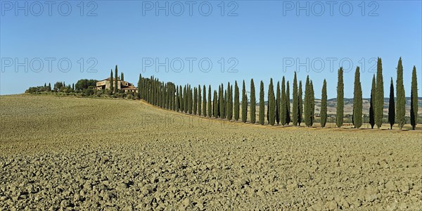 Poggio Covili estate with cypress