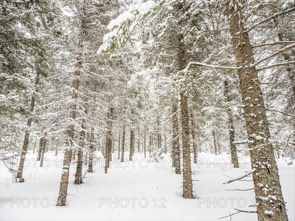 Winter landscape