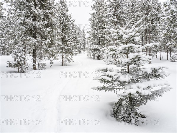 Winter landscape