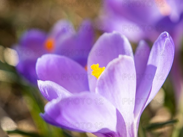 Woodland crocus