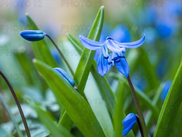 Siberian siberian squill