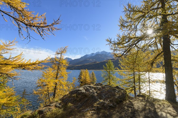 Lake Silsersee with colorful larch trees and sun in autumn