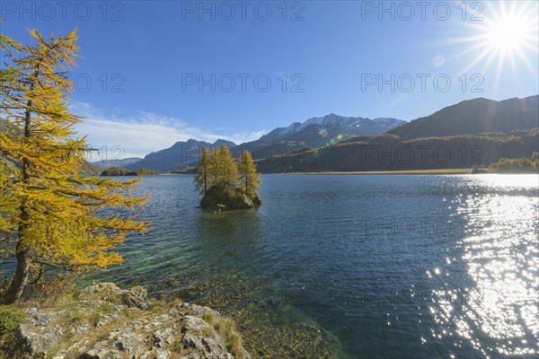 Lake Silsersee with colorful larch trees and sun in autumn