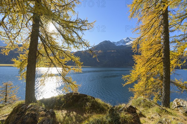 Lake Silsersee with colorful larch trees and sun in autumn