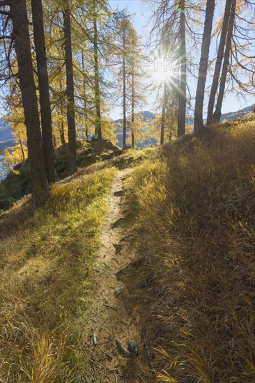 Path with colorful larch trees and sun in autumn